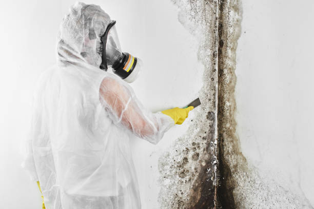 Best Mold Damage Repair  in New Haven, MI