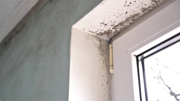Best Best Mold Removal Companies  in New Haven, MI