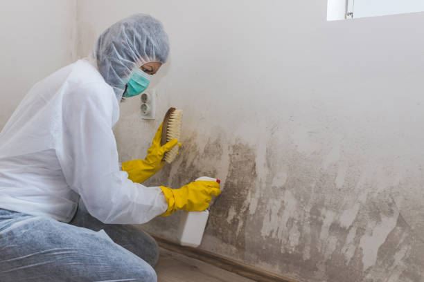 Best Mold Cleaning Services  in New Haven, MI