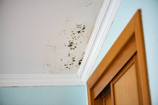 Best Commercial Mold Removal  in New Haven, MI