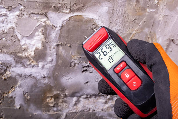 Best Certified Mold Removal  in New Haven, MI