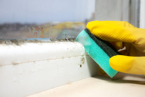 Best Best Mold Removal Companies  in New Haven, MI