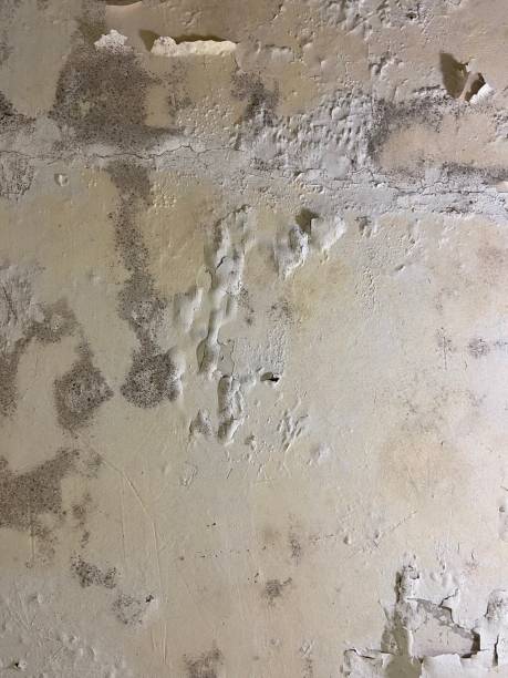 Best Toxic Mold Removal  in New Haven, MI