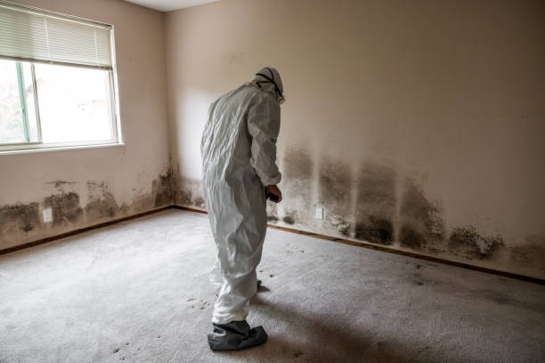 Crawl Space Mold Removal in New Haven, MI