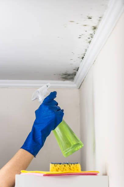 Best Mold Testing  in New Haven, MI